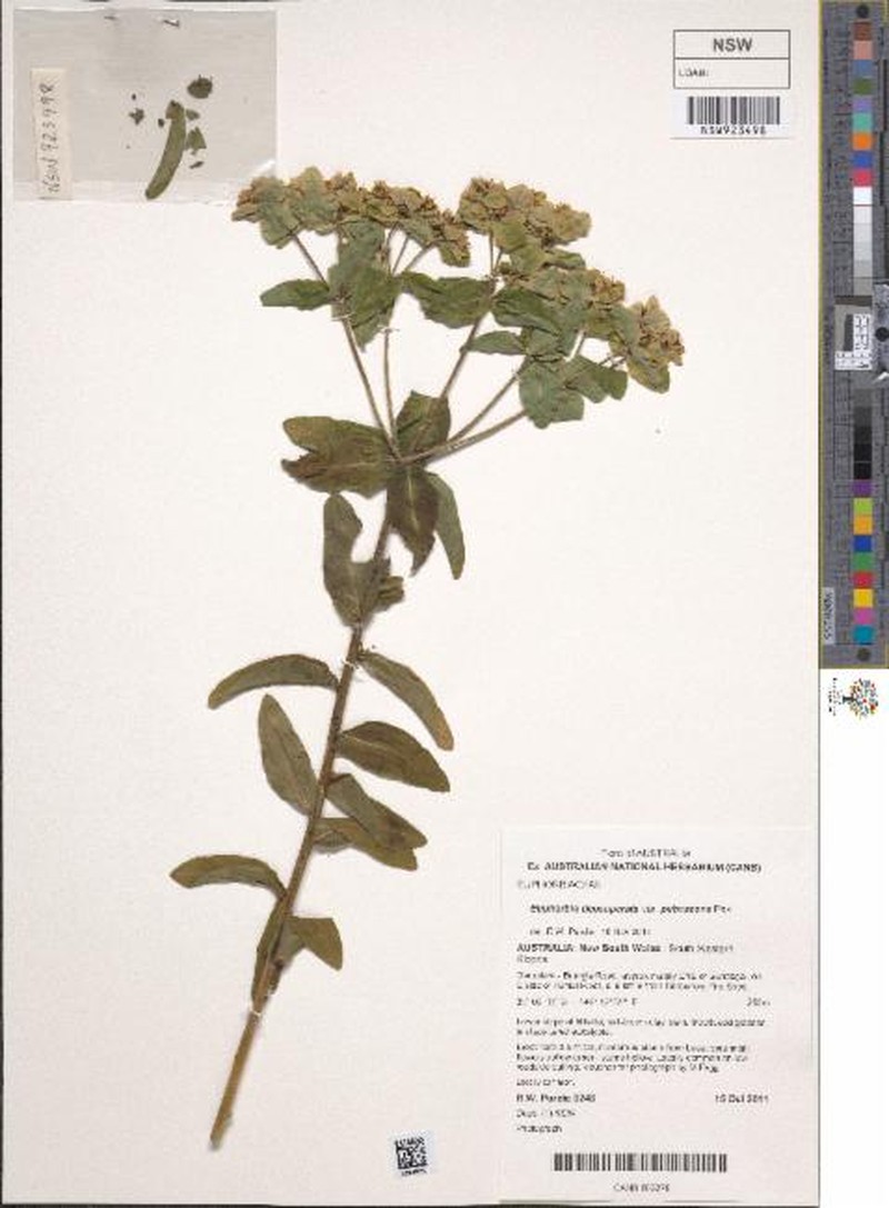 Euphorbia depauperata var. depauperata photo 4