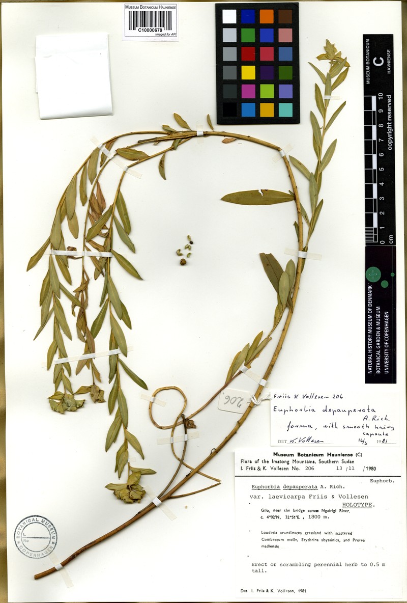 Euphorbia depauperata var. laevicarpa
