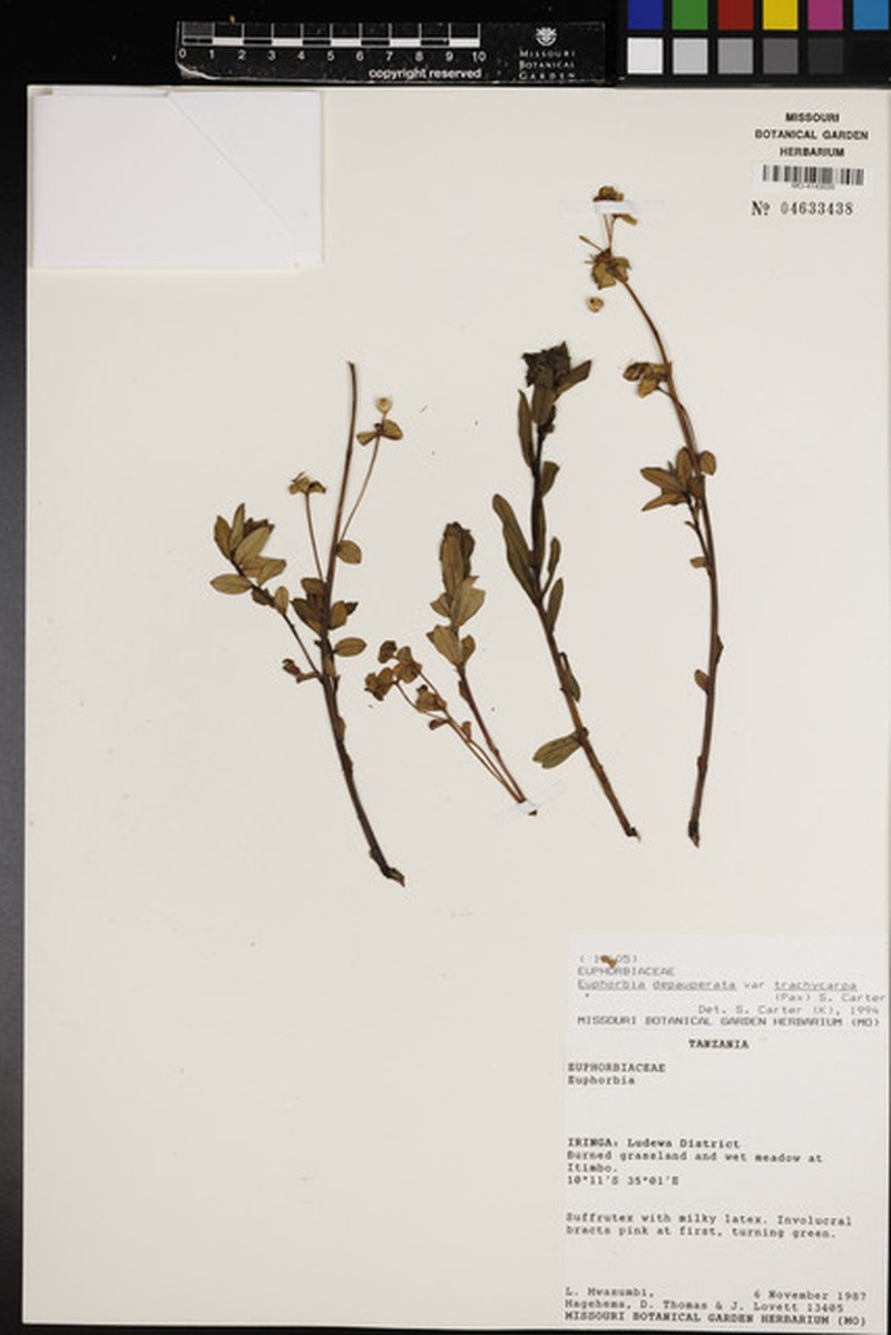 Euphorbia depauperata var. trachycarpa photo 2