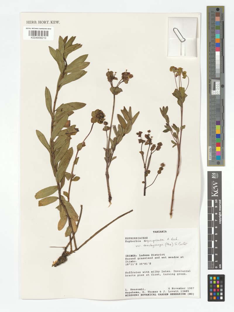Euphorbia depauperata var. trachycarpa photo 3
