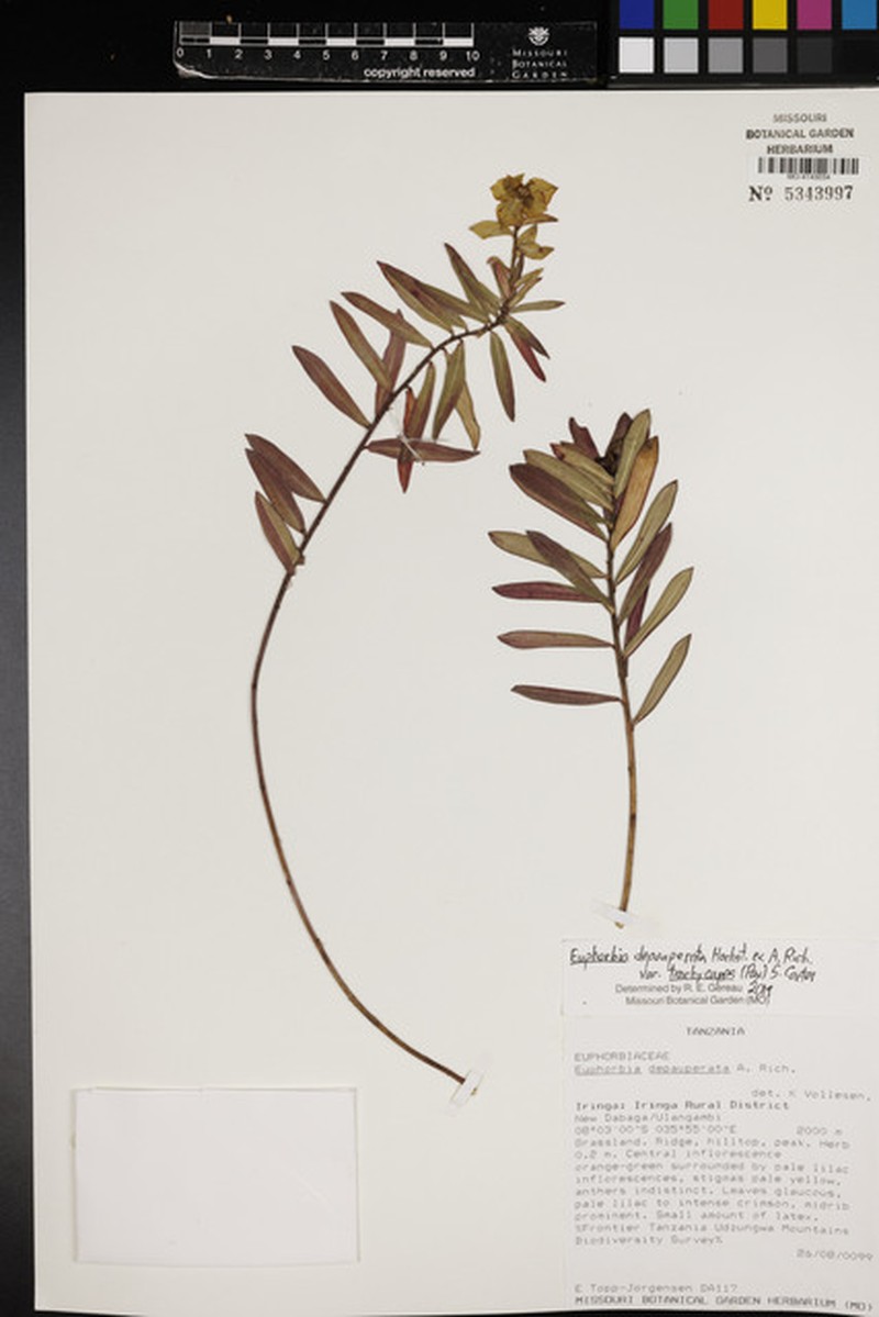 Euphorbia depauperata var. trachycarpa photo 4