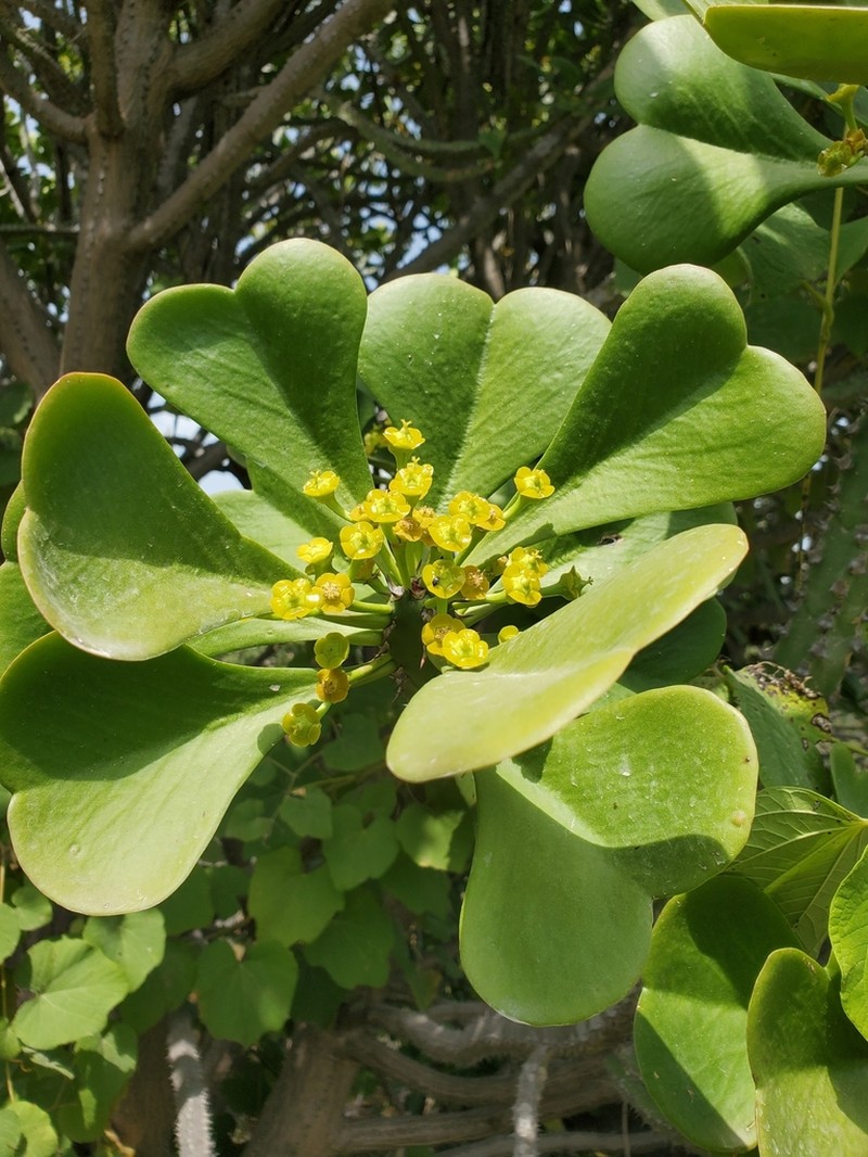 Euphorbia desmondii photo 2