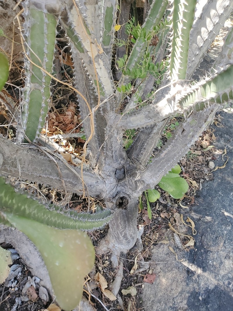 Euphorbia desmondii photo 3