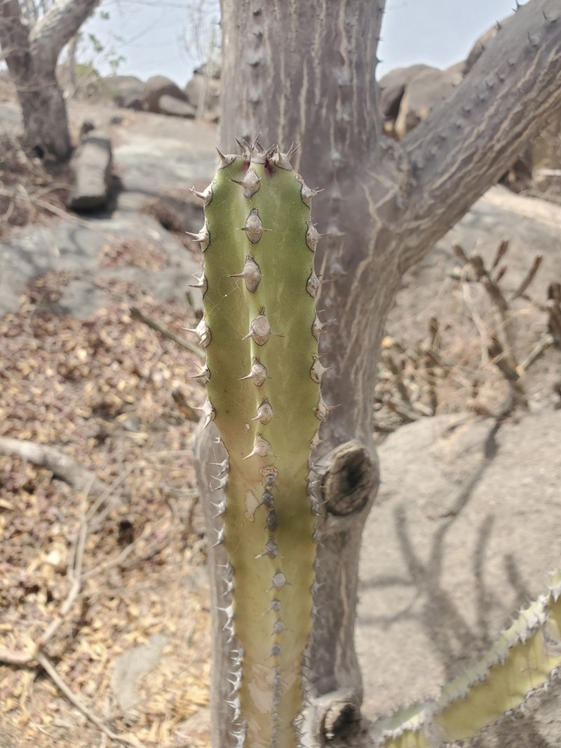 Euphorbia desmondii photo 5