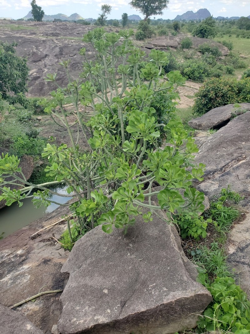 Euphorbia desmondii photo 6