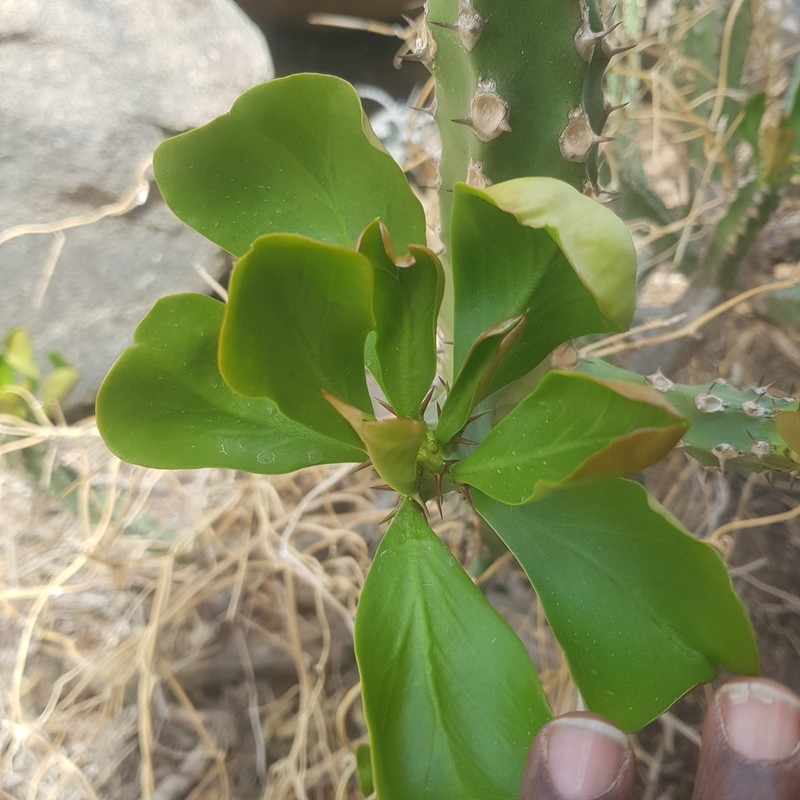 Euphorbia desmondii photo 7