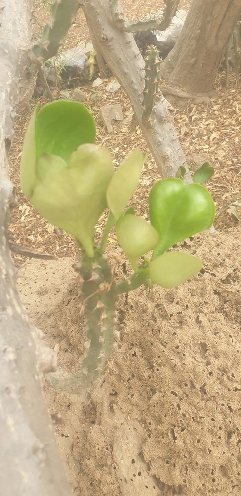 Euphorbia desmondii photo 8