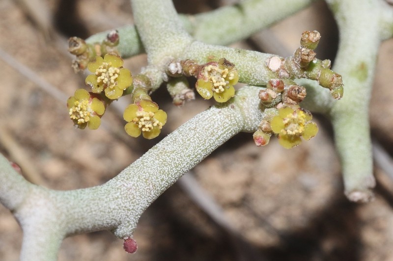 Euphorbia dhofarensis