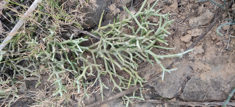 Euphorbia dhofarensis photo 2