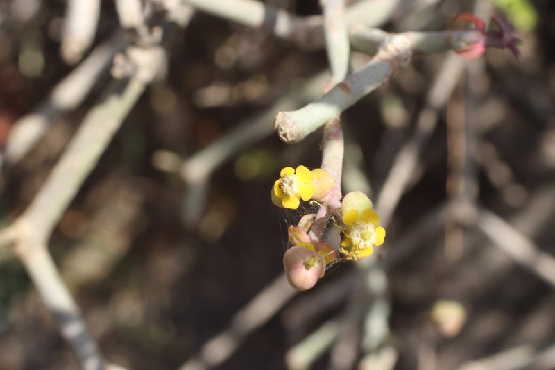 Euphorbia dhofarensis photo 3