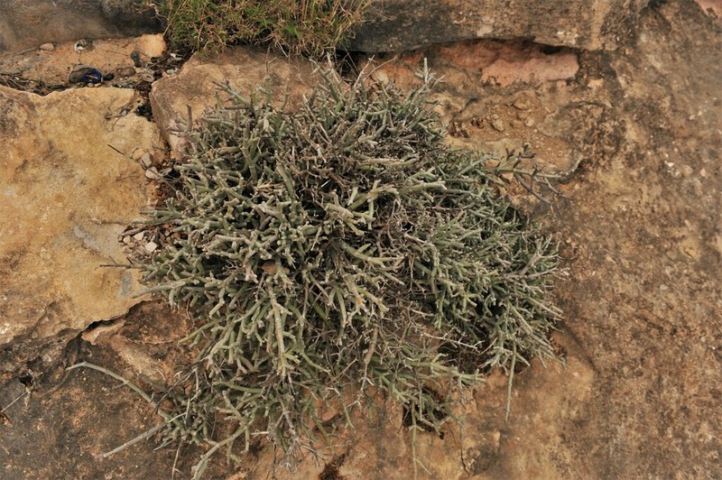 Euphorbia dhofarensis photo 4