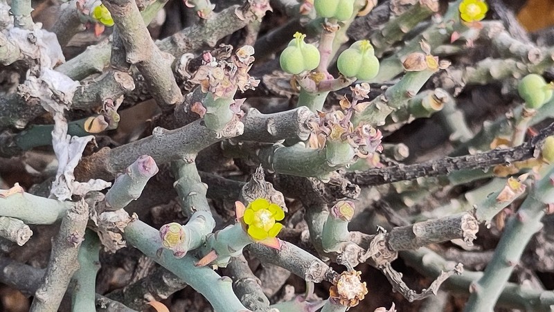 Euphorbia dhofarensis photo 5