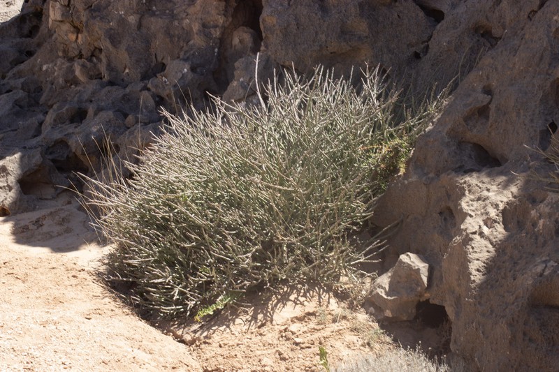 Euphorbia dhofarensis photo 6