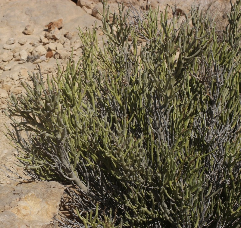 Euphorbia dhofarensis photo 7