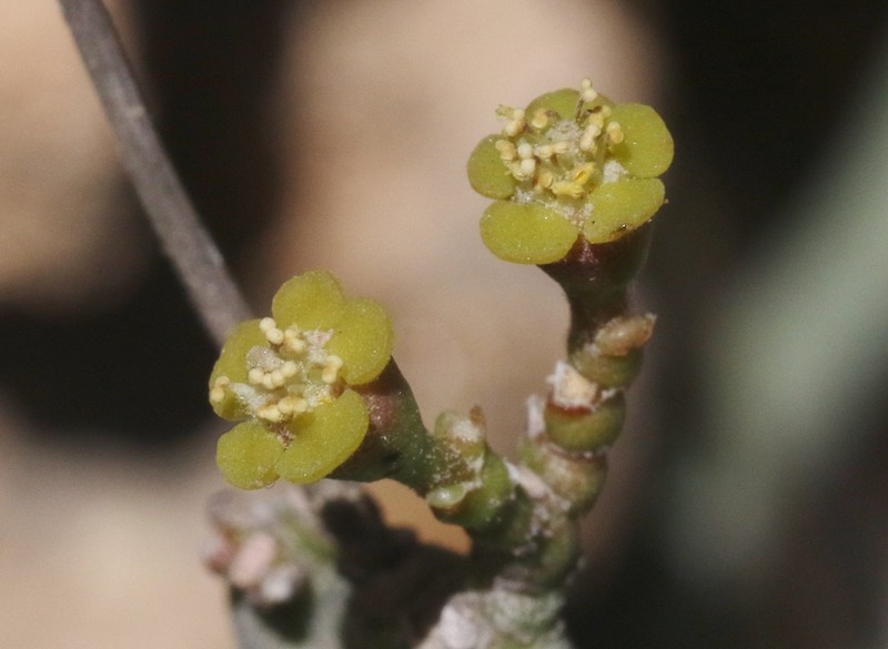 Euphorbia dhofarensis photo 8