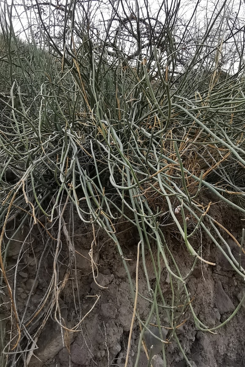 Euphorbia diazlunana