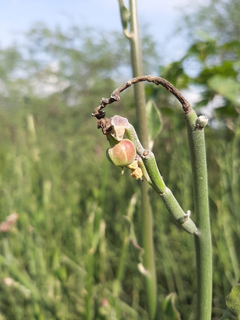 Euphorbia diazlunana photo 2