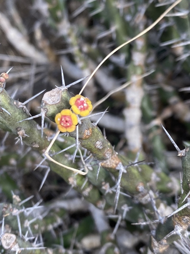 Euphorbia dichroa photo 3
