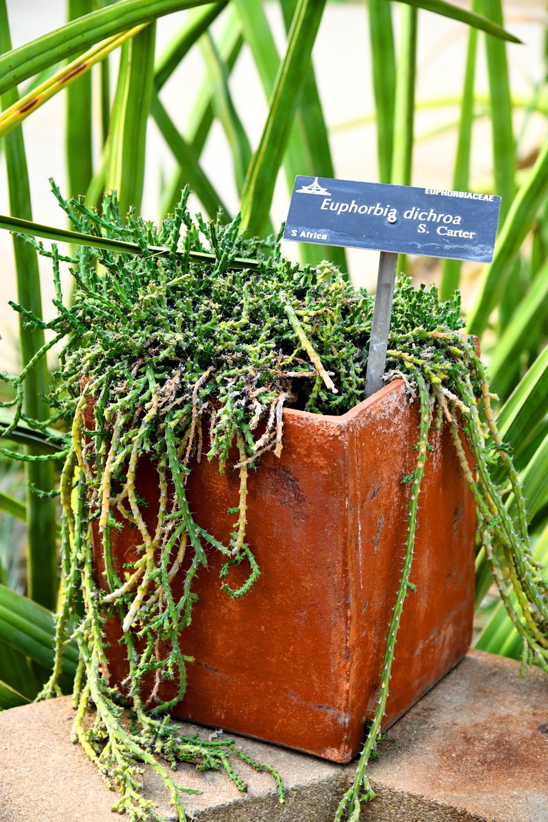 Euphorbia dichroa
