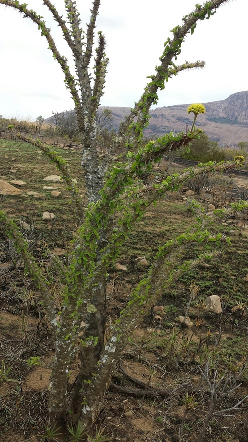 Euphorbia didiereoides