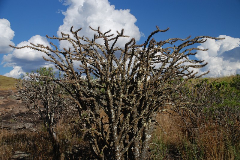 Euphorbia didiereoides photo 2