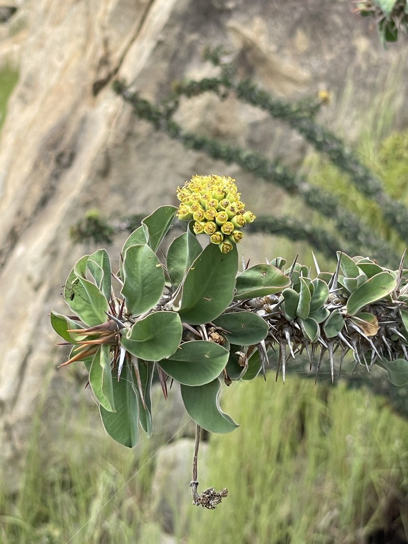 Euphorbia didiereoides photo 5