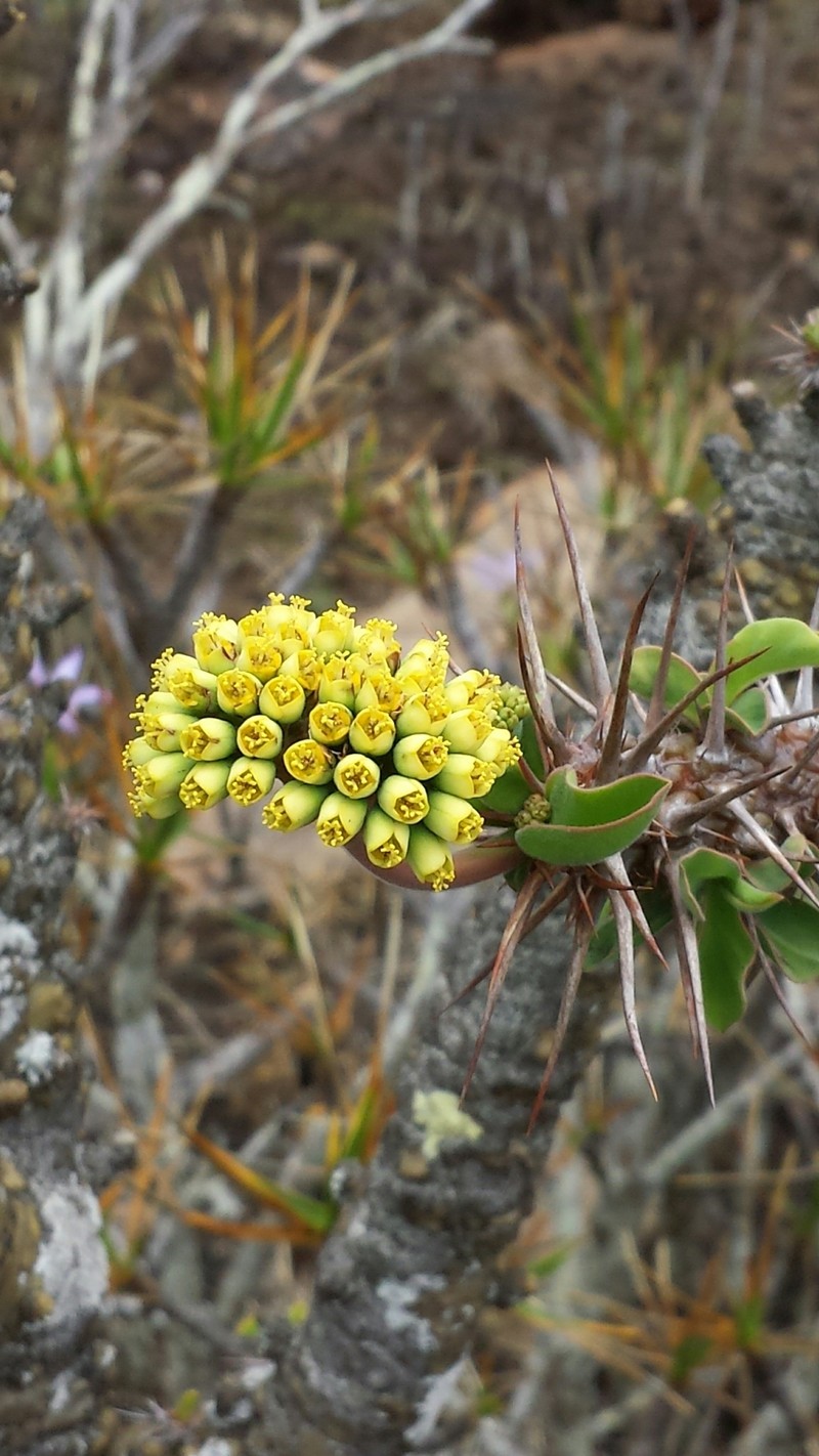 Euphorbia didiereoides photo 6