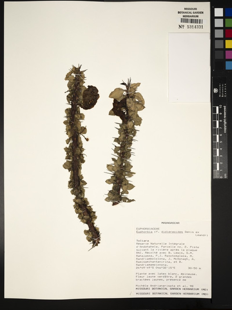 Euphorbia didiereoides photo 8