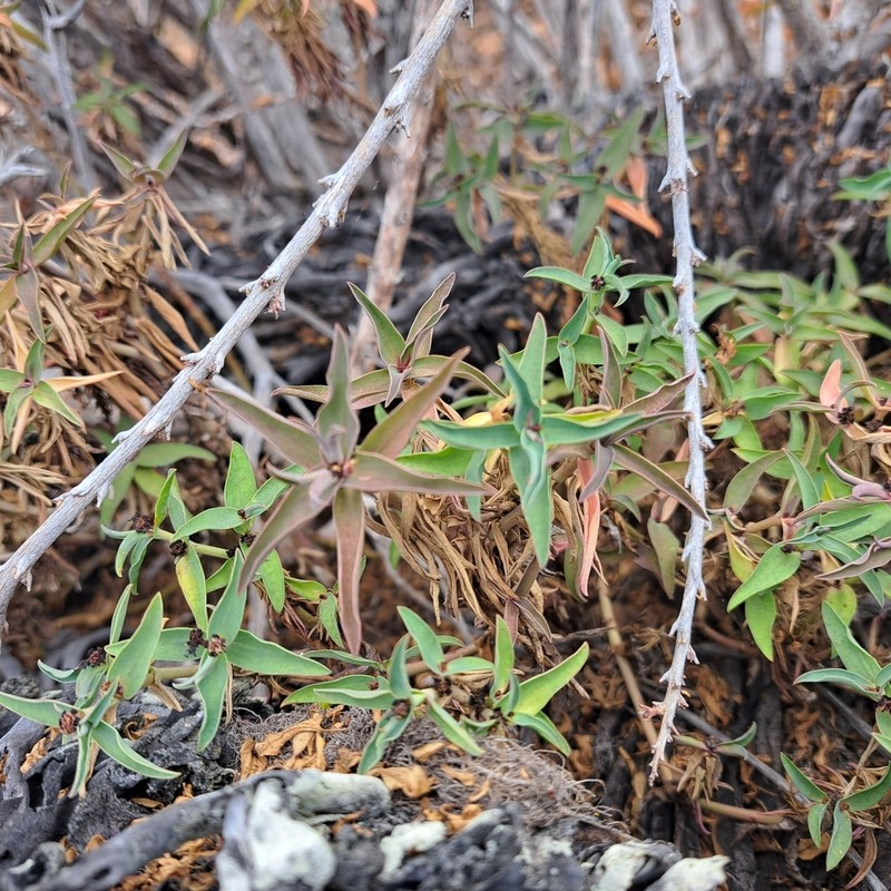 Euphorbia dilloniana