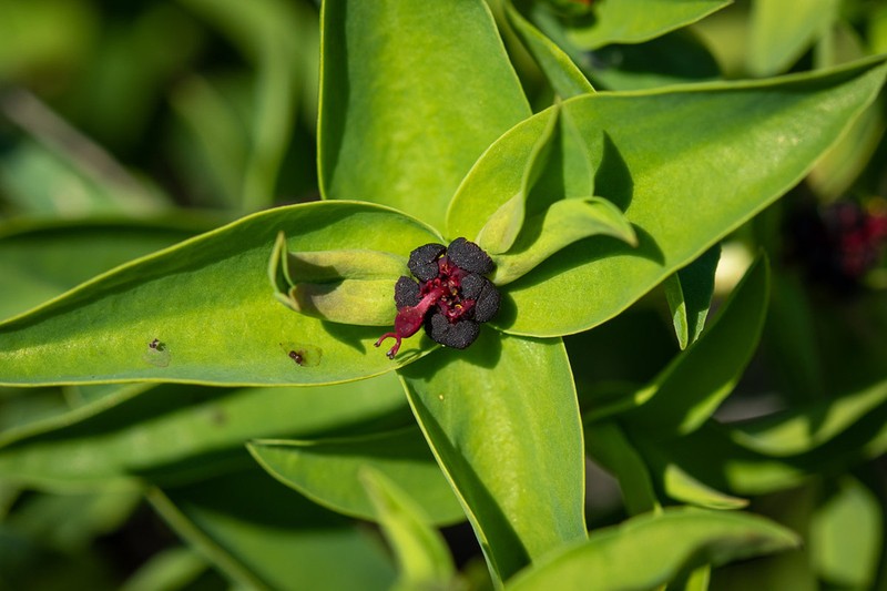 Euphorbia dilloniana photo 2