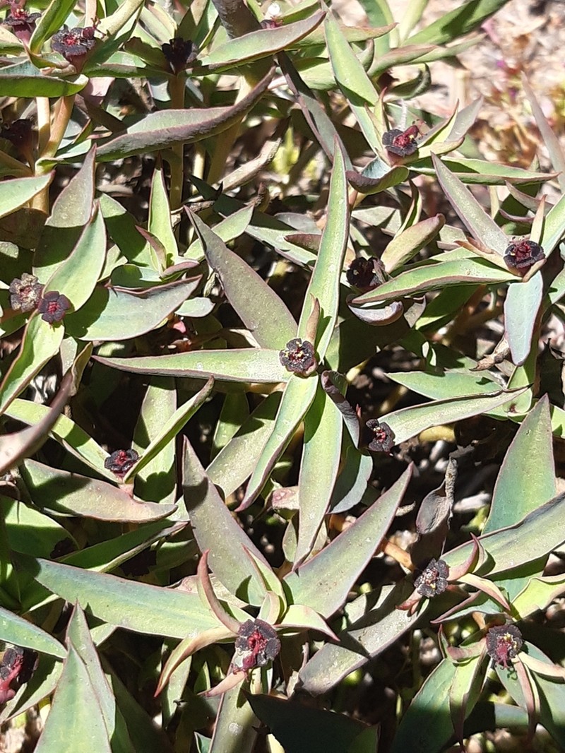 Euphorbia dilloniana photo 3