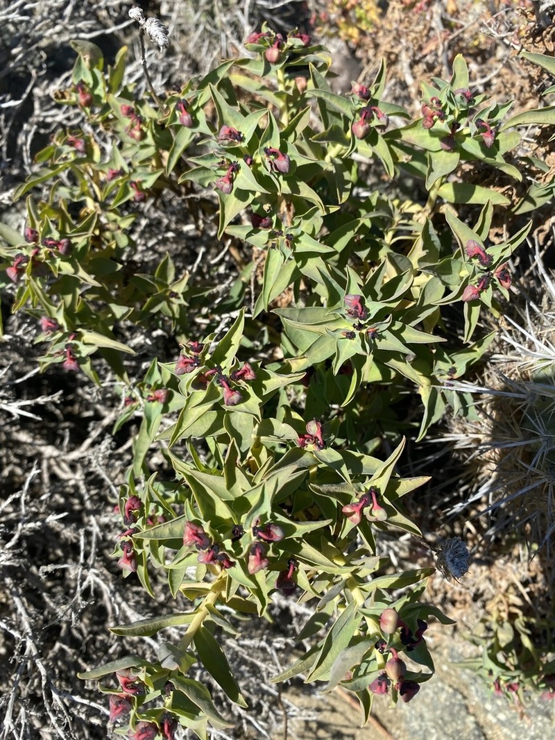 Euphorbia dilloniana photo 4