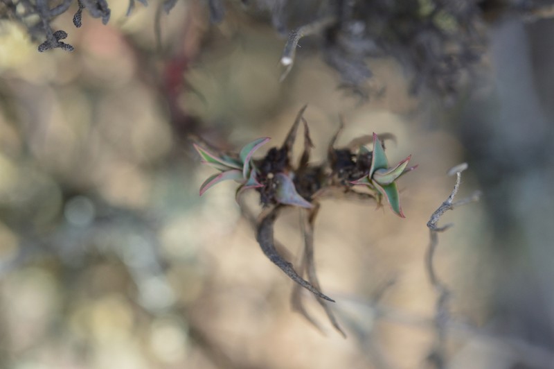 Euphorbia dilloniana photo 5