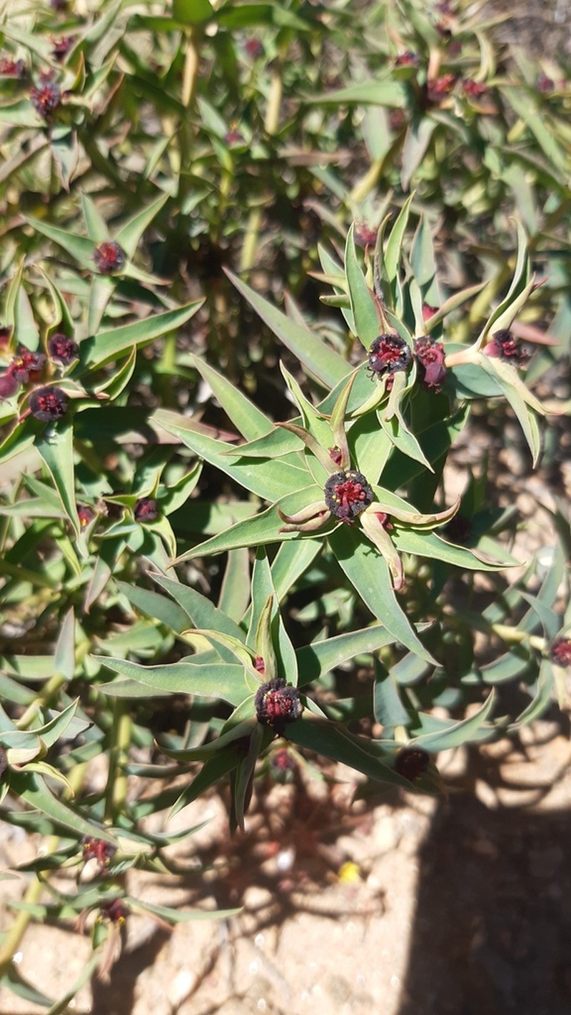 Euphorbia dilloniana photo 6
