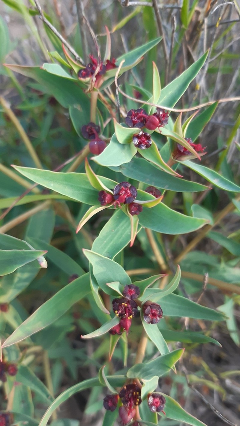 Euphorbia dilloniana photo 7