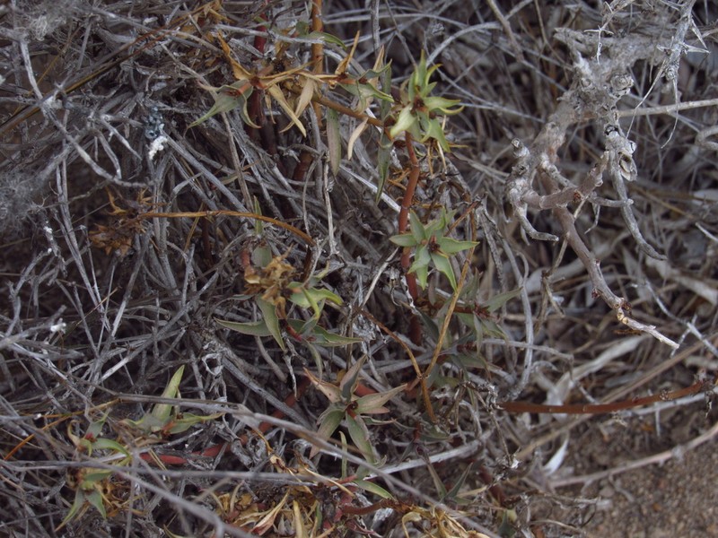 Euphorbia dilloniana photo 8