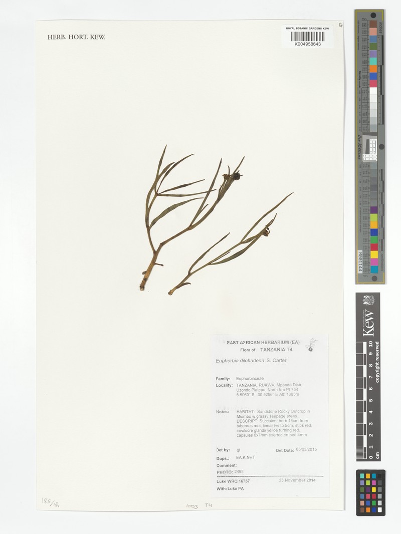 Euphorbia dilobadena
