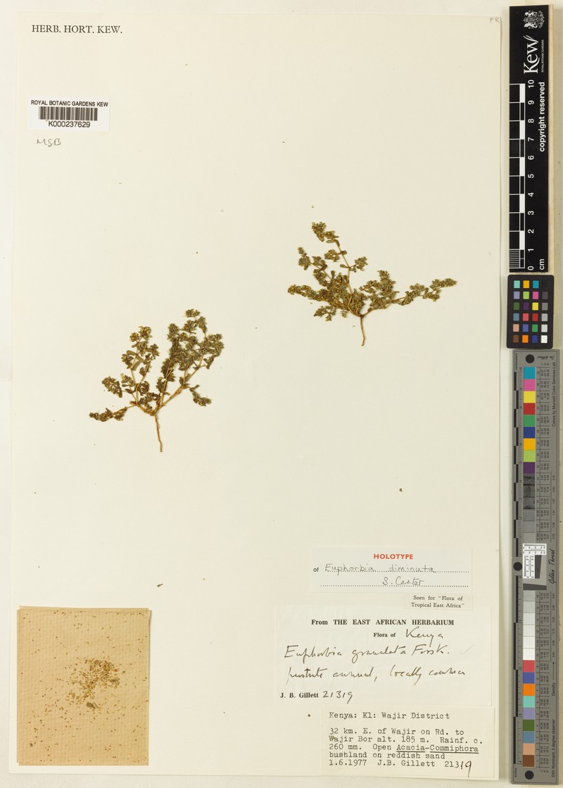 Euphorbia diminuta photo 2