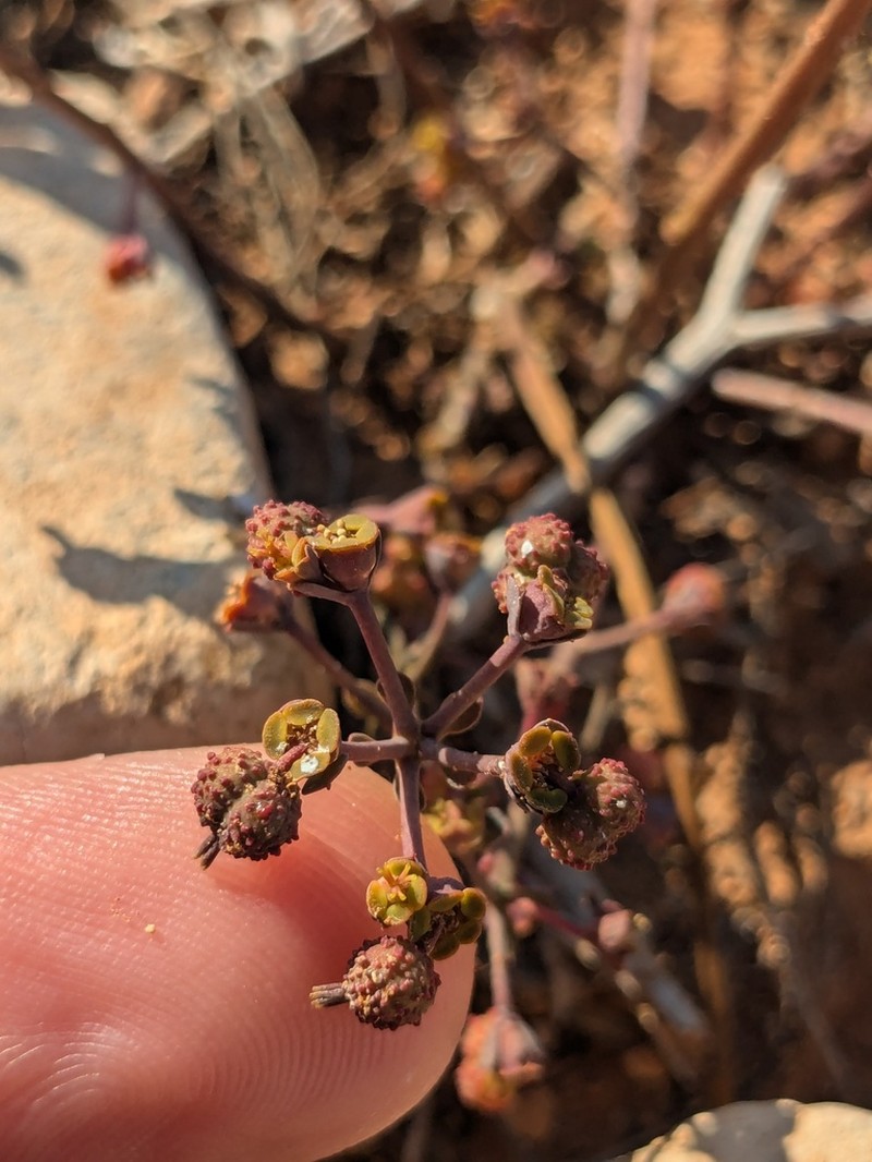 Euphorbia dimorphocaulon