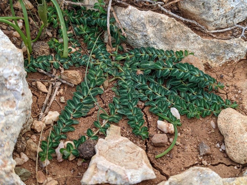 Euphorbia dimorphocaulon photo 2