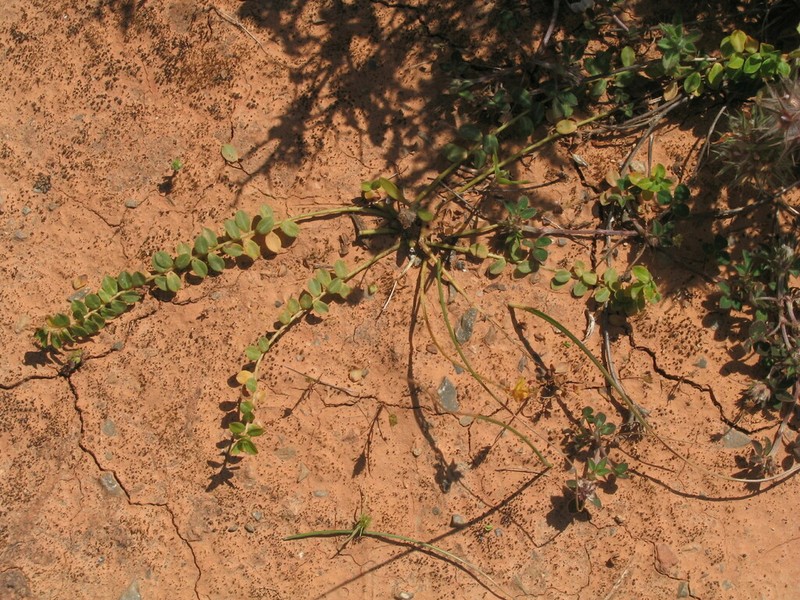 Euphorbia dimorphocaulon photo 3