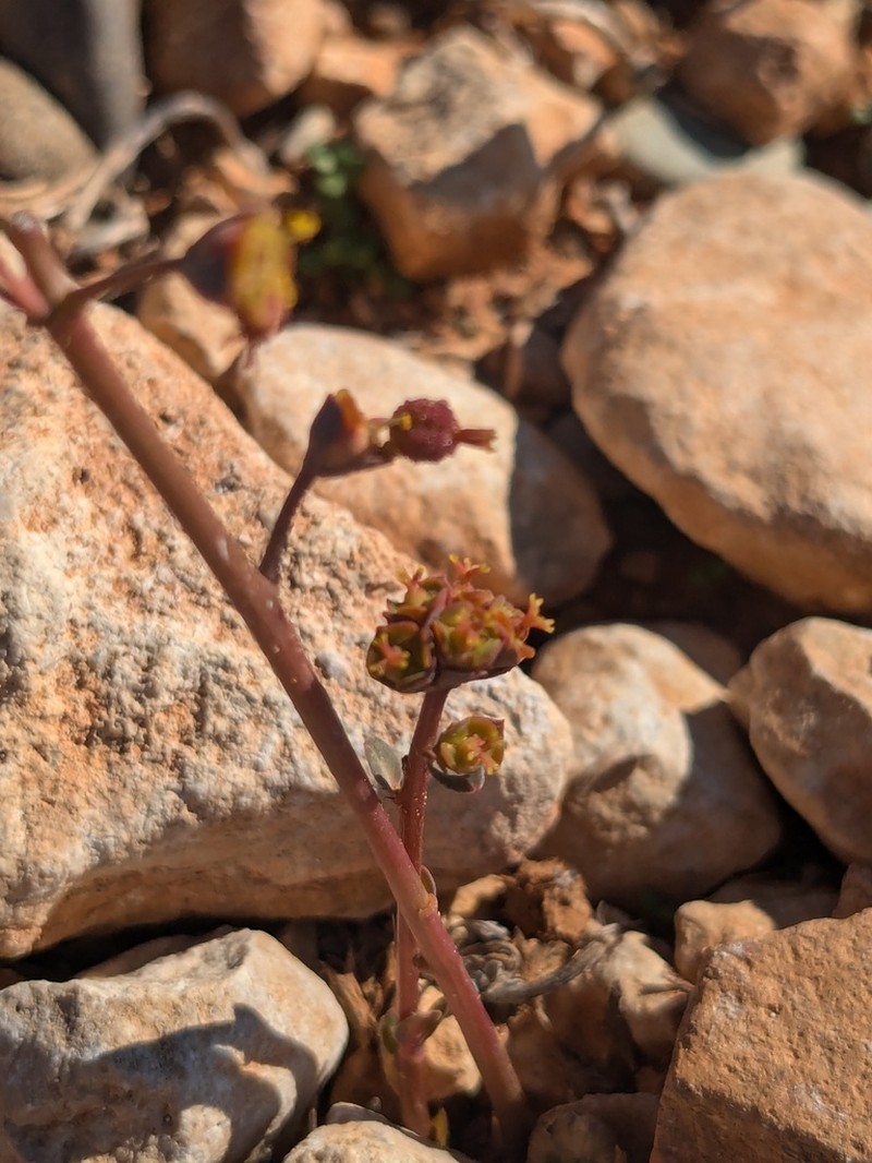 Euphorbia dimorphocaulon photo 4