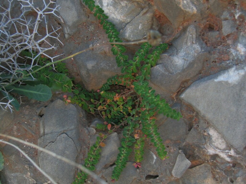 Euphorbia dimorphocaulon photo 5