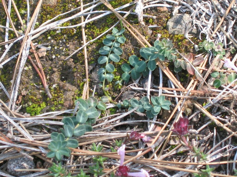 Euphorbia dimorphocaulon photo 6