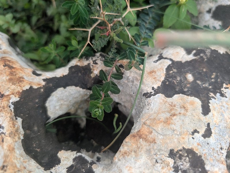 Euphorbia dimorphocaulon photo 8