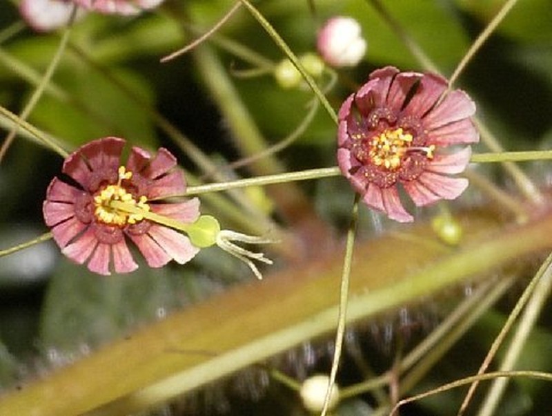 Euphorbia dioscoreoides