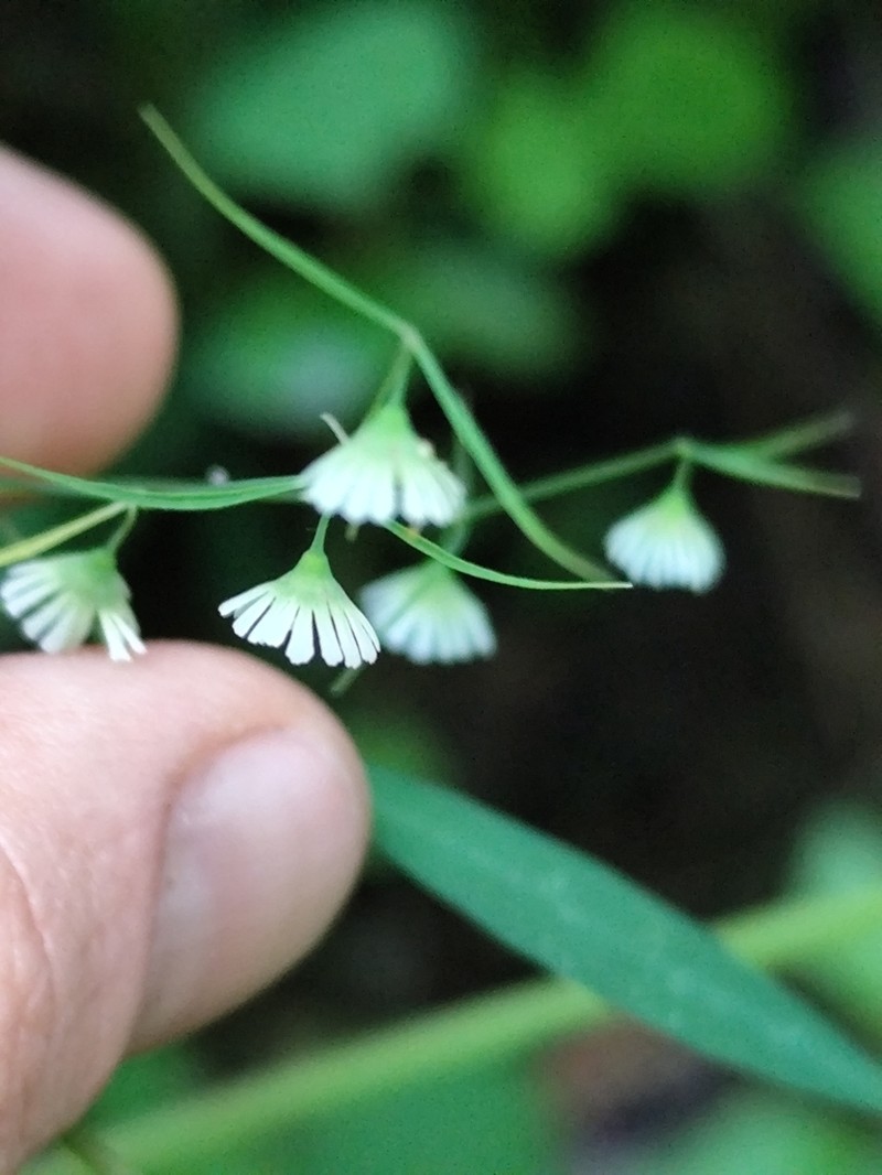 Euphorbia dioscoreoides photo 2