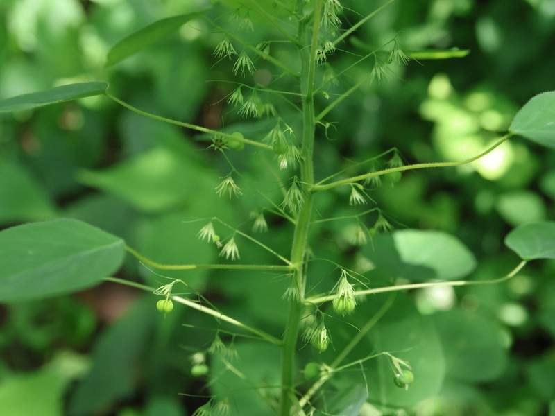 Euphorbia dioscoreoides photo 3