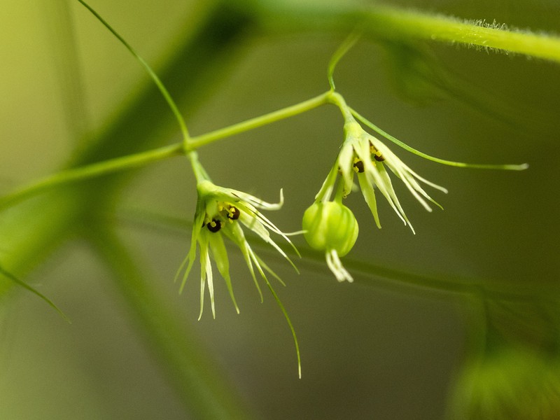 Euphorbia dioscoreoides photo 5