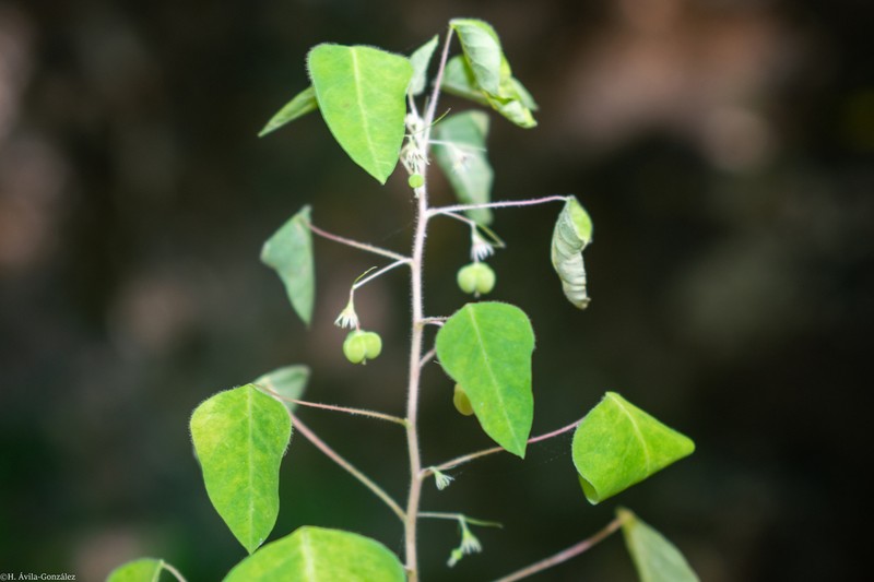 Euphorbia dioscoreoides photo 6